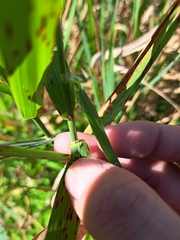 Phalaris arundinacea