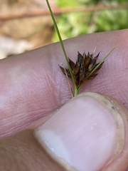 Rhynchospora capitellata