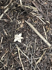 Geastrum