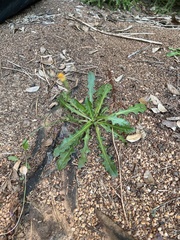 Hypochaeris radicata