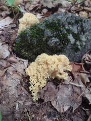 Ramaria