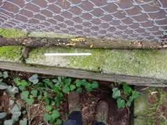 Leotiomycetes