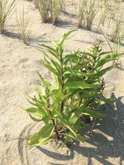 Solidago sempervirens
