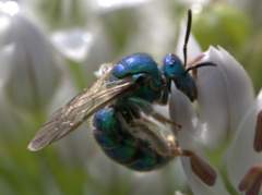 Augochloropsis metallica