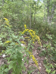 Solidago radula