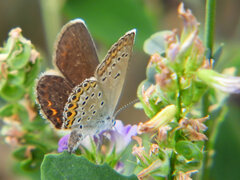 Plebejus argus