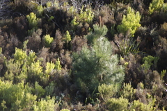 Pinus radiata