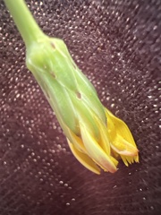 Hypochaeris radicata