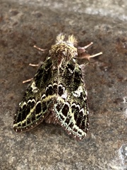 Syntypistis nitidus