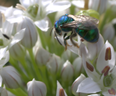 Augochloropsis metallica