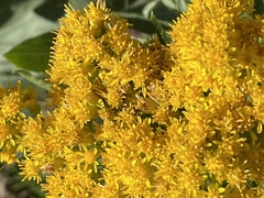Solidago