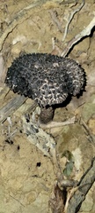 Strobilomyces