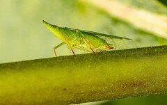 Rhynchomitra microrhina