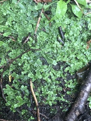 Marchantia polymorpha