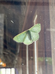 Prasinocyma exililinea