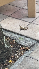 Leiocephalus carinatus