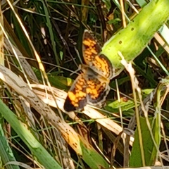 Phyciodes tharos
