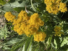 Solidago
