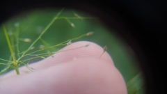Eragrostis capillaris