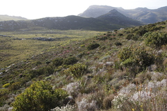 Protea lepidocarpodendron