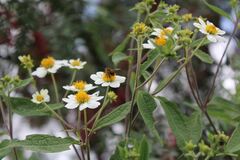 Montanoa leucantha