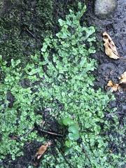 Marchantia polymorpha