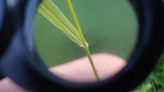 Eragrostis capillaris