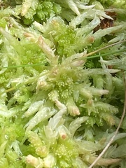 Sphagnum