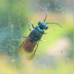 Chrysis ignita