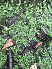 Marchantia polymorpha