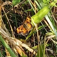 Phyciodes tharos