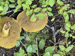 Suillus tomentosus
