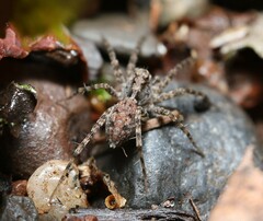 Pardosa