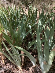 Iridaceae