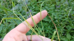 Eragrostis capillaris
