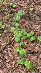 Epipremnum aureum