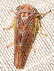 Populicerus formosus