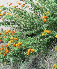Lantana urticoides