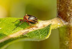 Phylloscelis atra