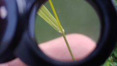 Eragrostis capillaris