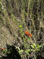 Asclepias curassavica
