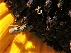 Halictus tripartitus