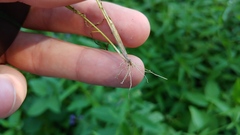 Eragrostis capillaris