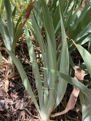 Iridaceae