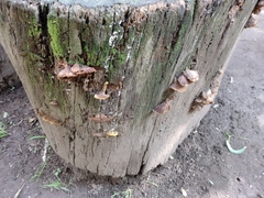 Fuscoporia