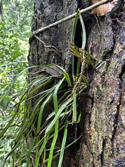 Polypodiopsida