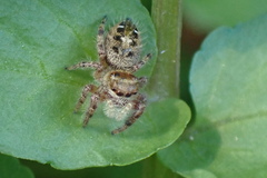 Phidippus princeps