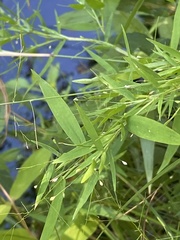 Dichanthelium microcarpon