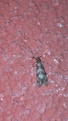 Mystacides longicornis