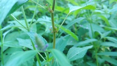 Acalypha rhomboidea